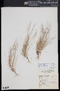 Muhlenbergia ramulosa image