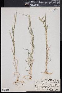 Muhlenbergia racemosa image