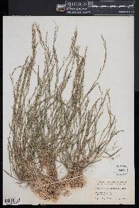 Muhlenbergia schreberi image