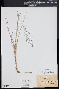 Muhlenbergia torreyana image