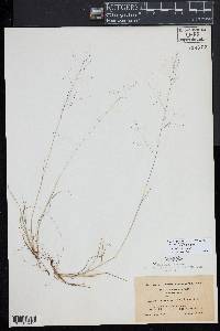 Muhlenbergia uniflora image