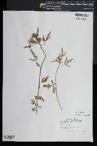 Hibiscus trionum image