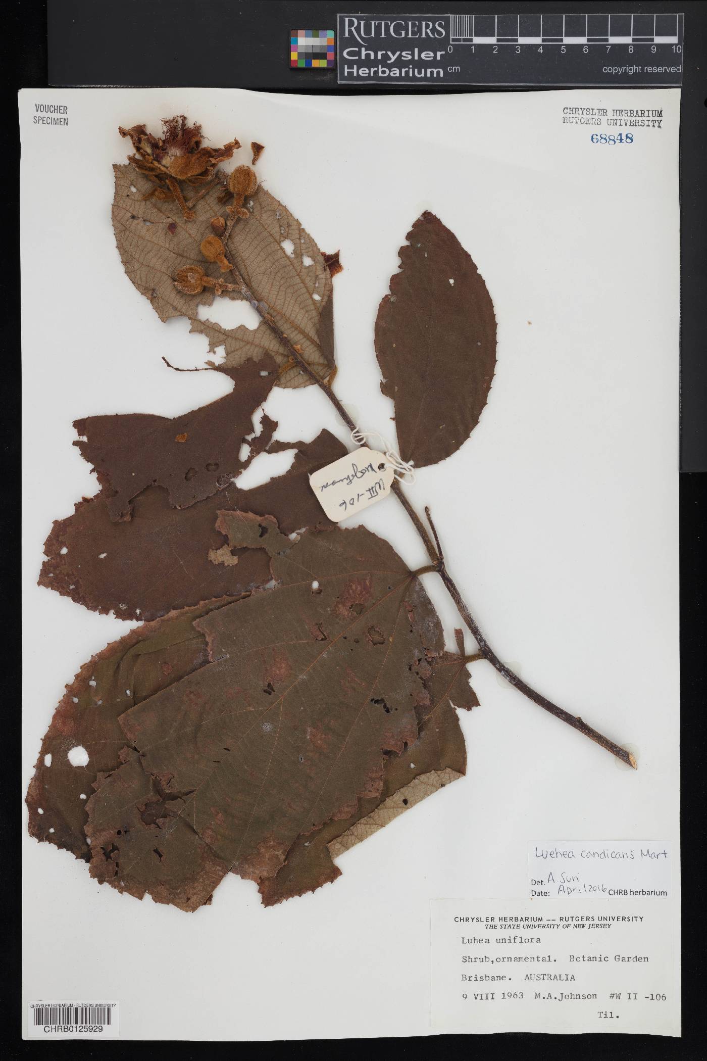 Luehea candicans image