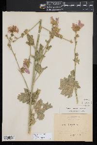 Malva alcea image