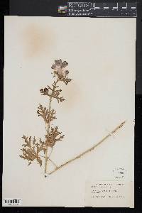 Malva moschata image