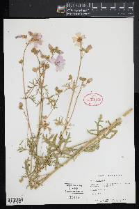 Malva moschata image