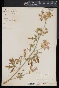 Malva moschata image