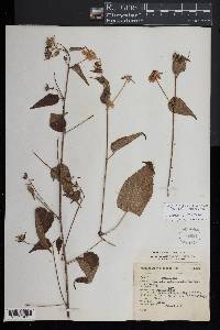 Pavonia oxyphylla var. melanommata image