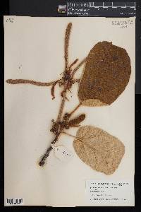Image of Pterospermum acerifolium