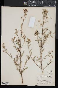Sida rhombifolia image