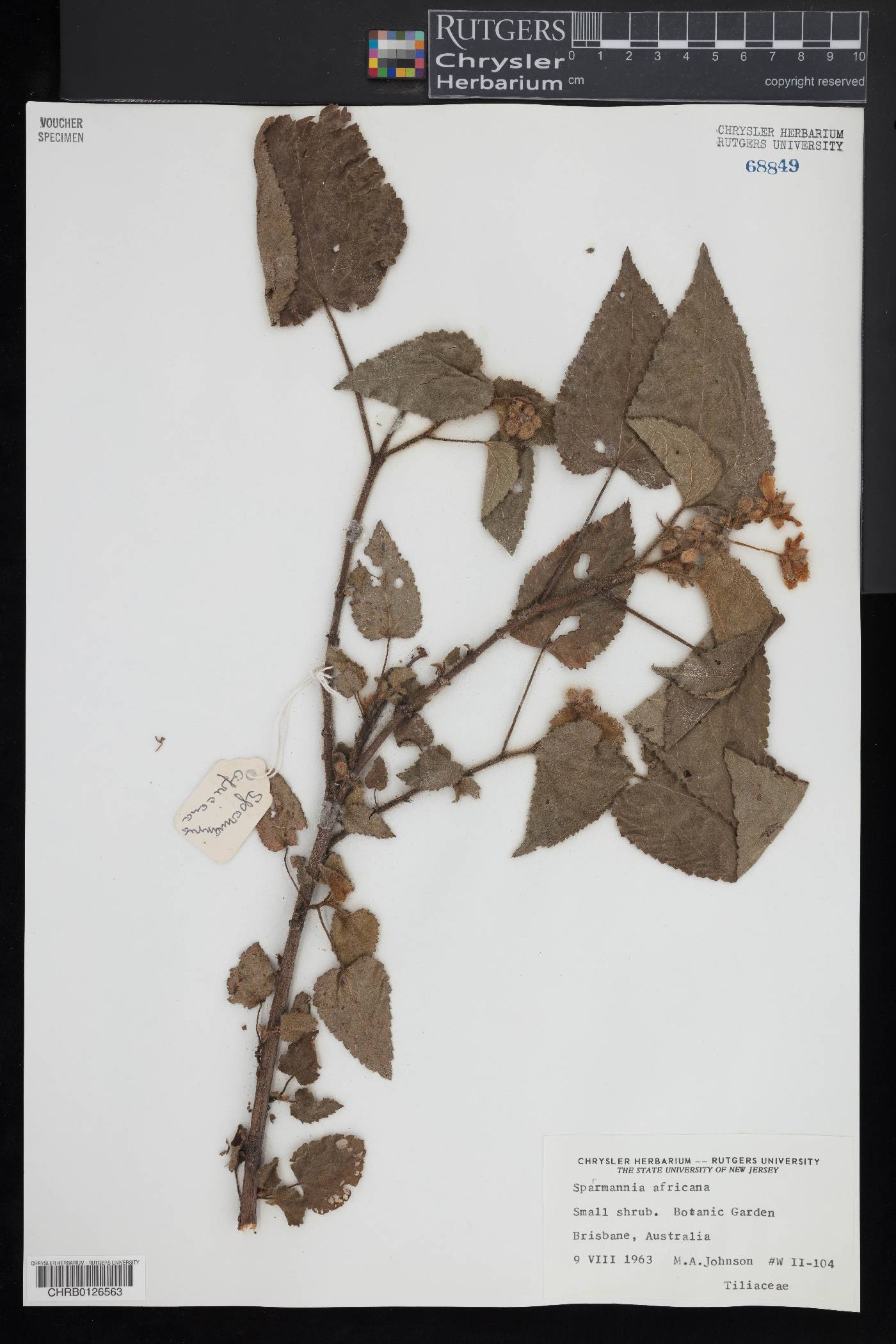 Malvastrum hispidum image
