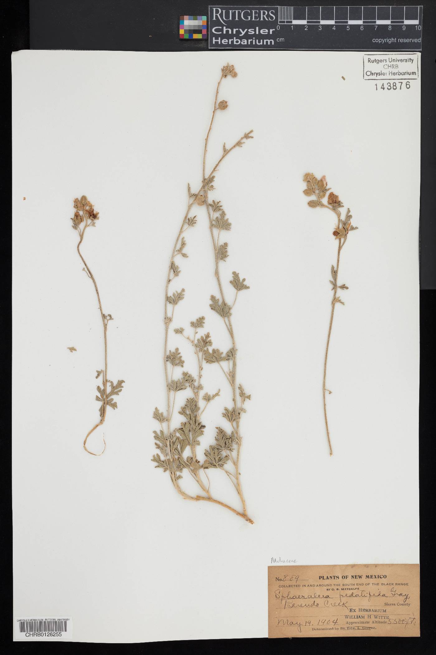 Sphaeralcea pedatifida image
