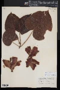 Thespesia grandiflora image