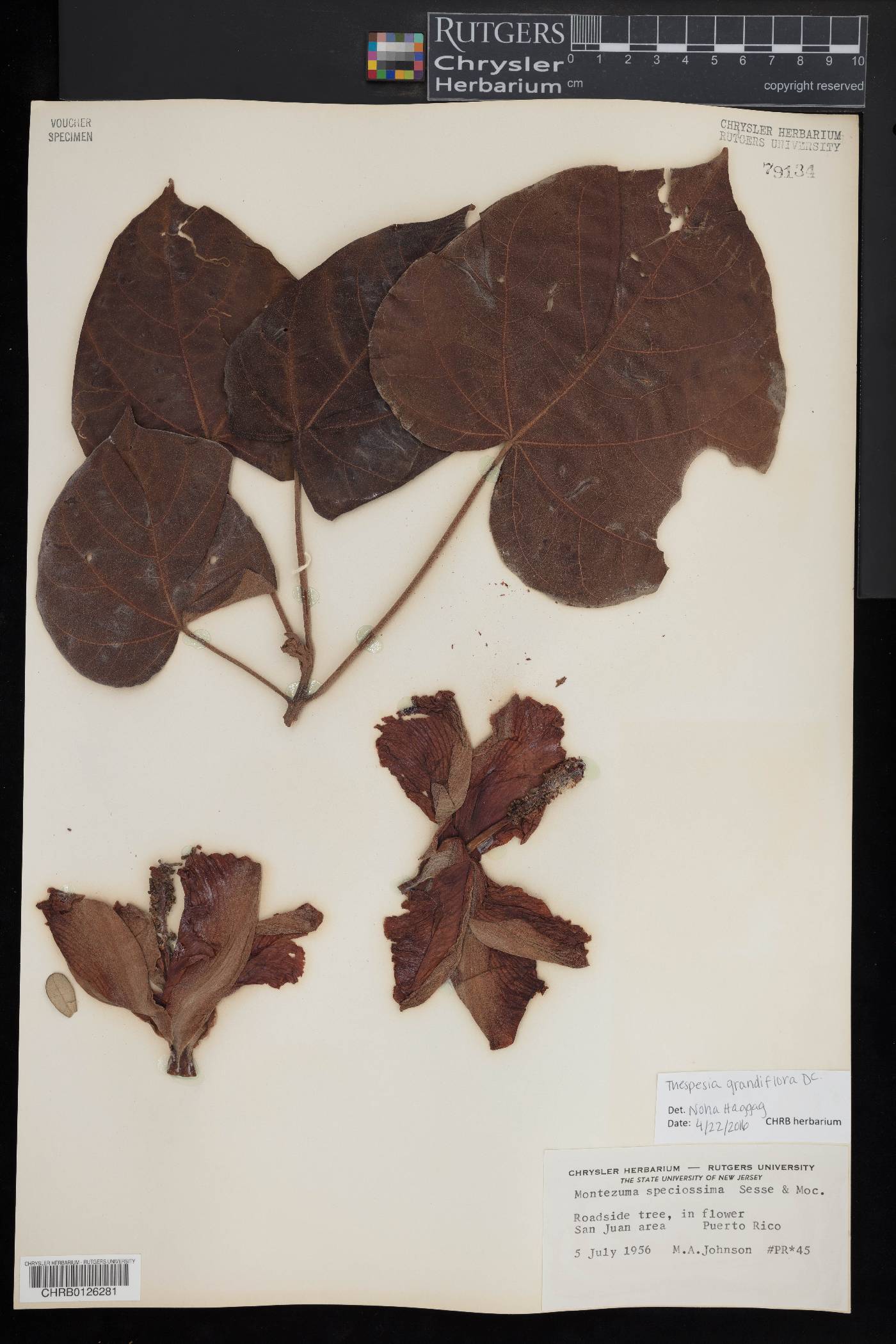 Thespesia grandiflora image