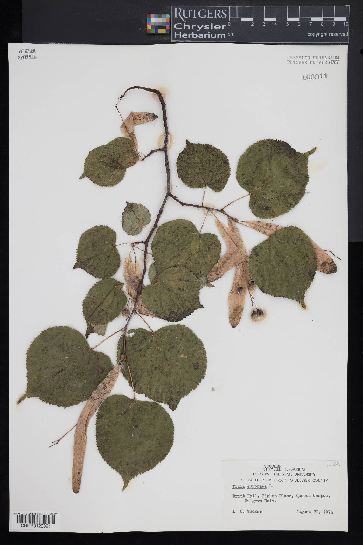 Tilia × europaea image