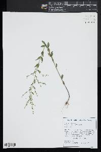 Linum striatum image