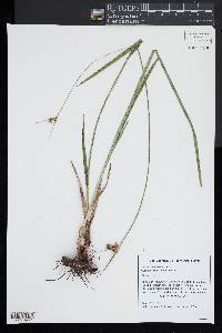 Scleria triglomerata image