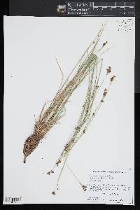 Rhynchospora torreyana image