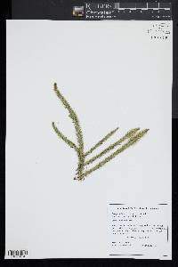 Lycopodiella alopecuroides image