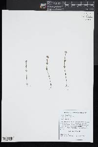 Polygala brevifolia image