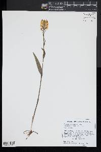 Platanthera cristata image