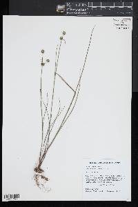 Juncus scirpoides image