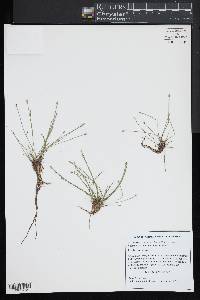 Eleocharis olivacea var. olivacea image