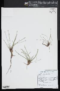 Eleocharis olivacea image