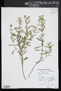 Hypericum densiflorum image