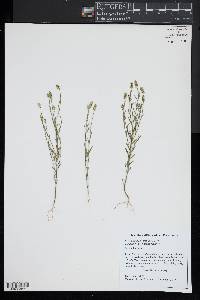 Polygala nuttallii image