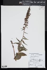 Epipactis helleborine image