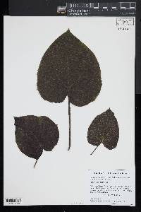 Paulownia tomentosa image