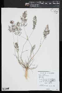 Eragrostis minor image