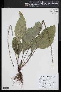 Plantago rugelii image