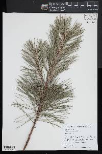 Pinus echinata image