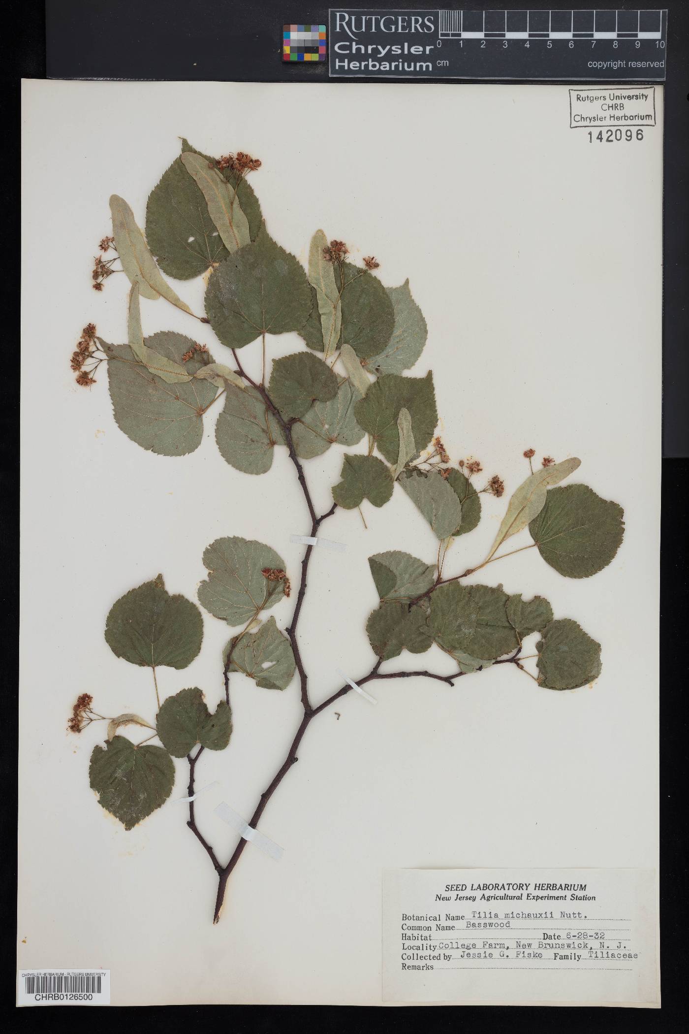 Tilia michauxii image