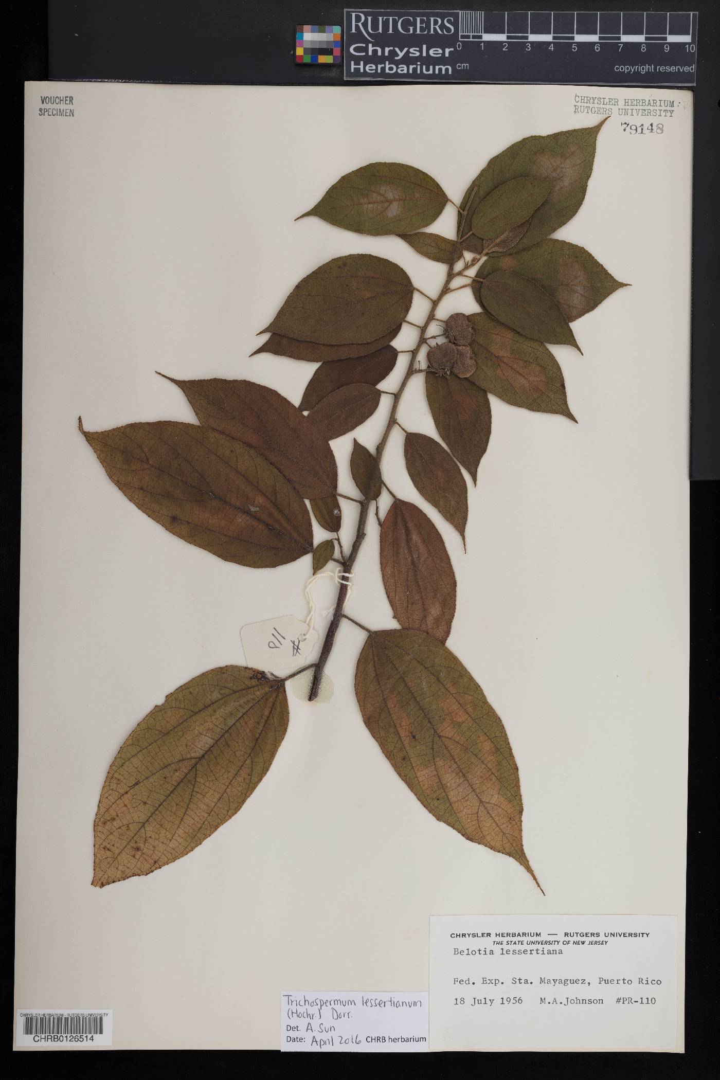 Trichospermum lessertianum image