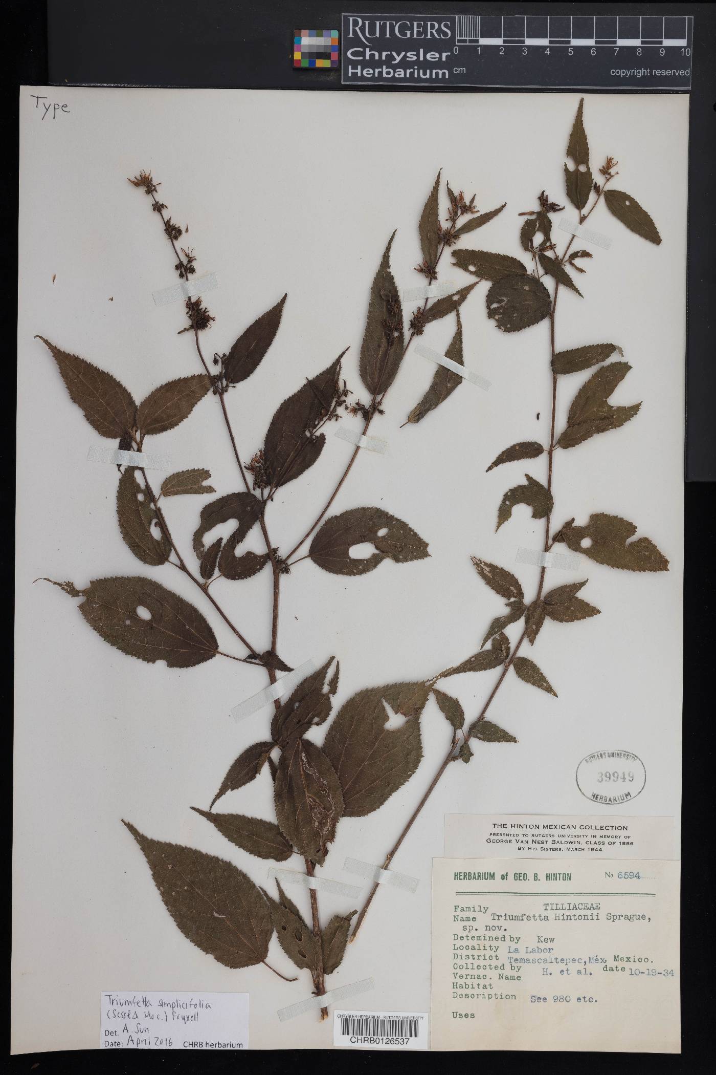 Triumfetta simplicifolia image