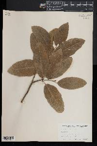 Image of Pityranthe verrucosa