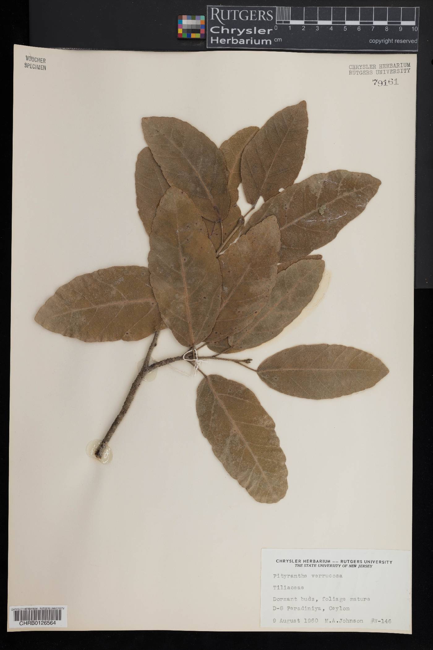 Pityranthe verrucosa image