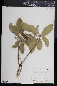Image of Daphnopsis caracasana