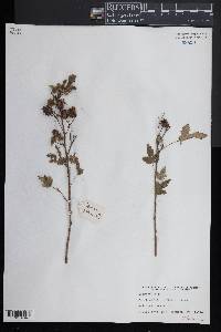 Image of Sparrmannia palmata