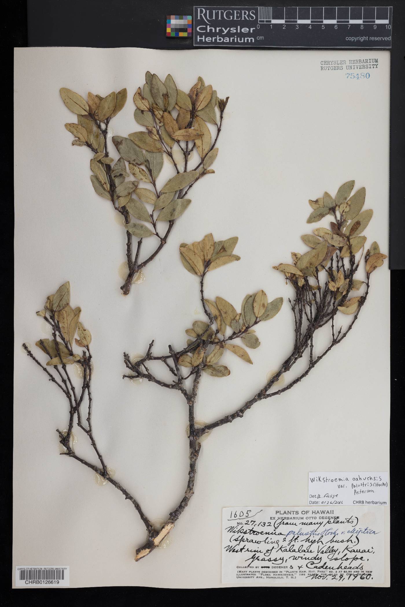 Wikstroemia oahuensis var. palustris image