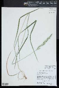 Greeneochloa coarctata image