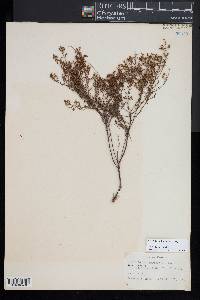 Image of Lechea myriophylla