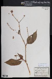 Persicaria orientalis image