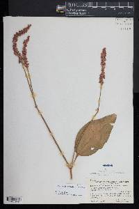 Persicaria orientalis image