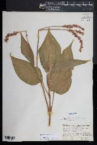 Persicaria orientalis image