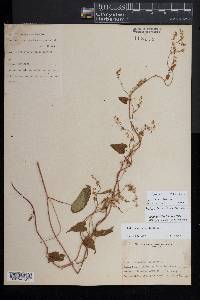 Fallopia cilinodis image