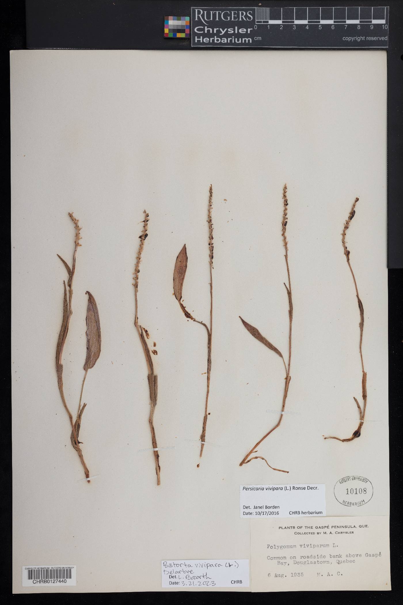 Polygonum viviparum image